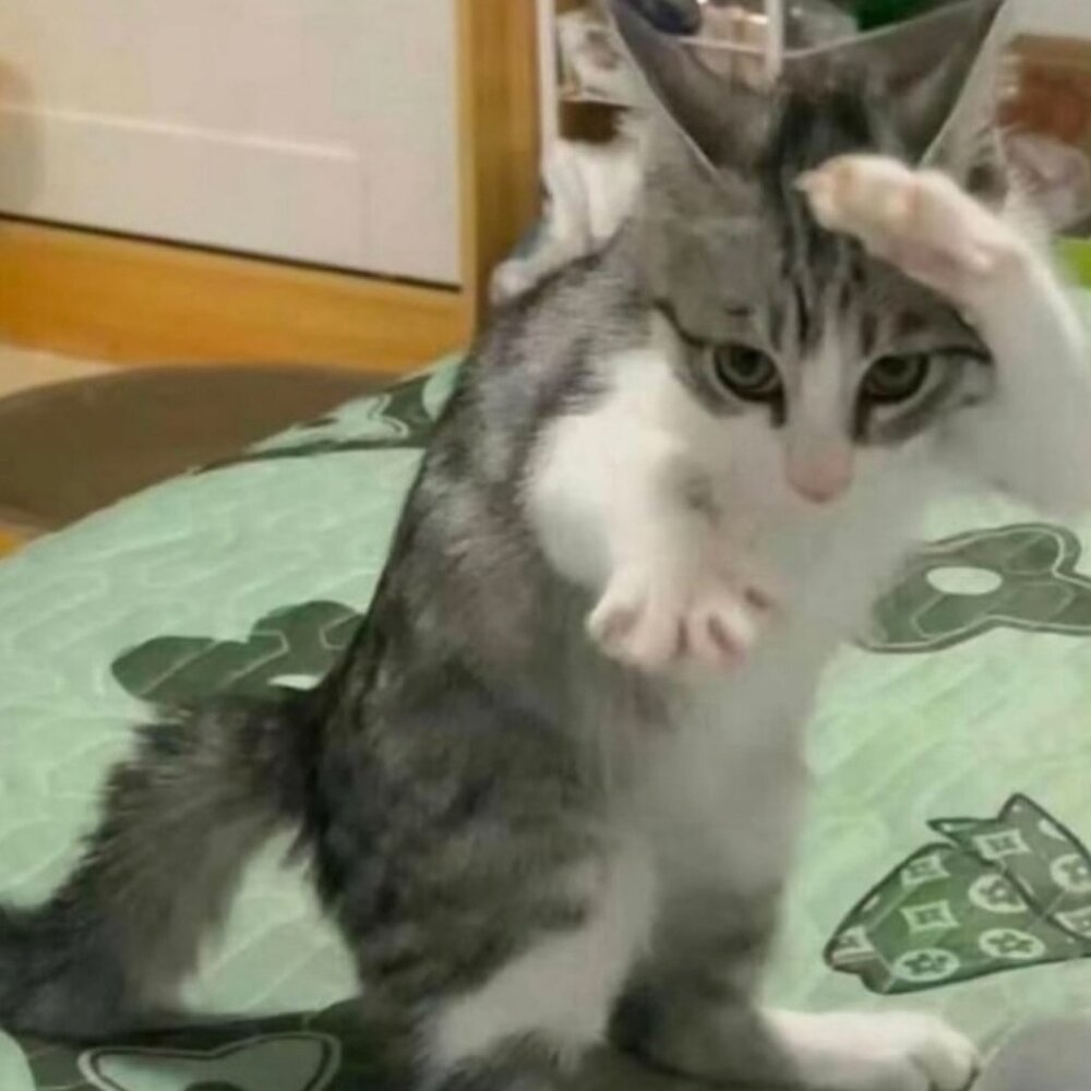 Meet your Posher, Lillianna